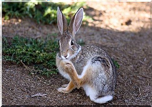 How to care for your rabbit's nails