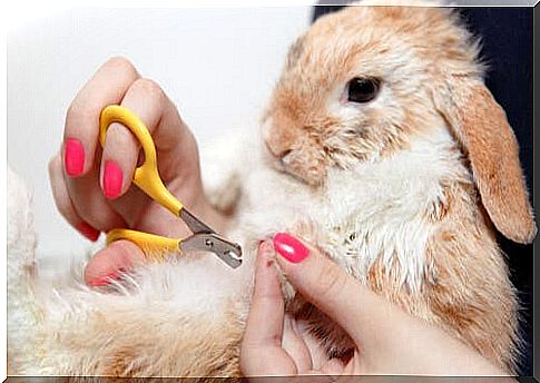 How to care for your rabbit's nails