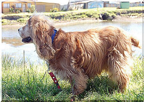 How to teach your dog to walk with a leash