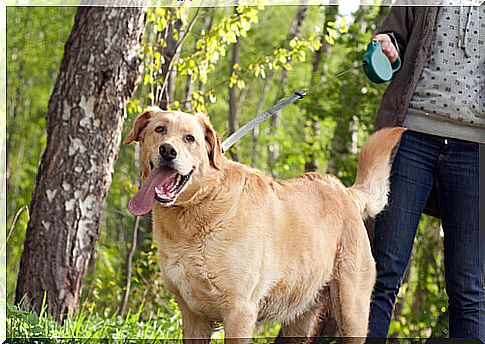 dog with the tongue hanging out wearing a collar: teach your dog to walk with a leash