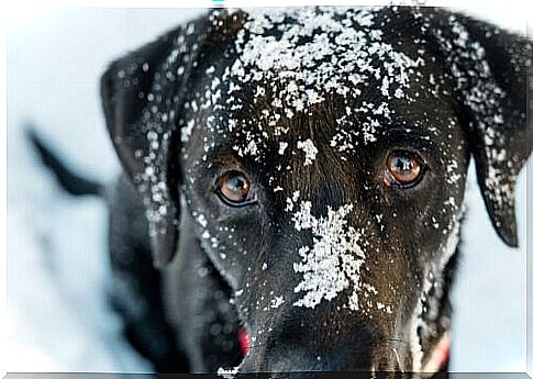 Hypothermia in dogs