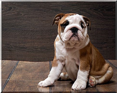 english bulldog