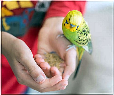 Ideal birds for young children