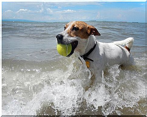 take dog to the beach