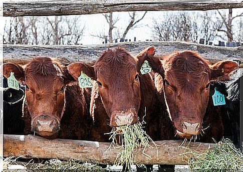 cows eating grass