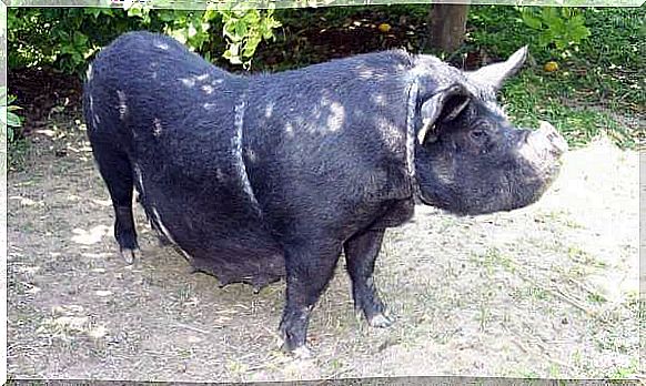 murcian boring pig