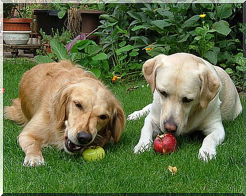 dogs eating apples