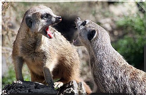 Is it a good idea to have a pet meerkat?