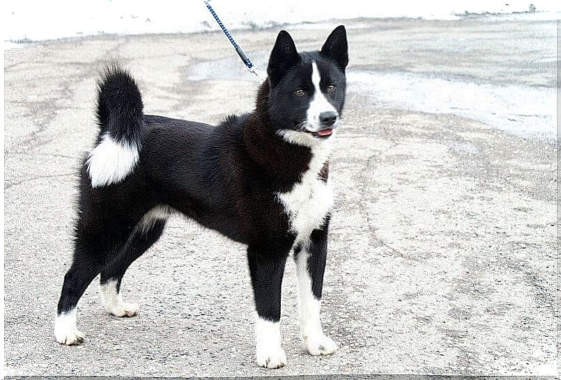 Bears dog from Karelia or Karjalankarhukoira