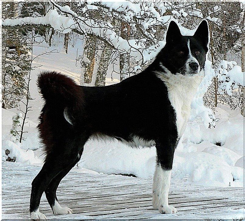 karelia bear dog