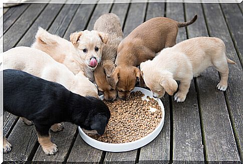 Know the keys to feeding puppies