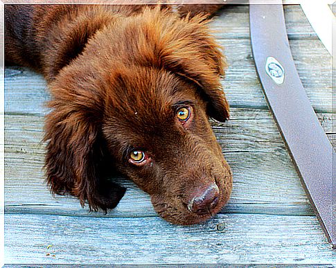 brown puppy