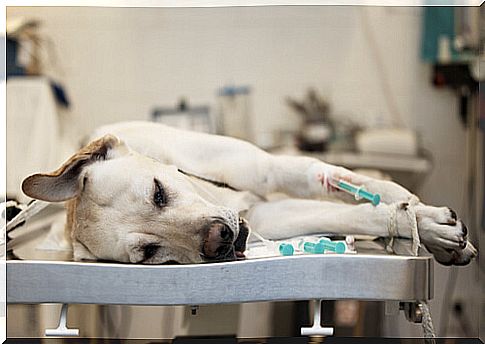 dog at the veterinarian