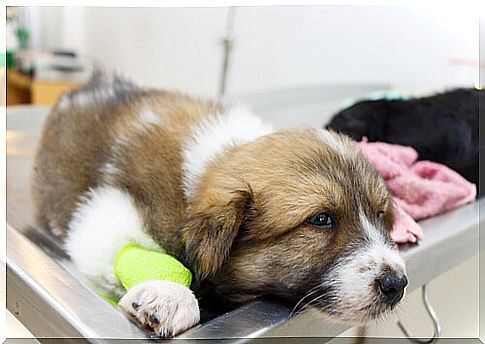 Puppy doing canine transfusion