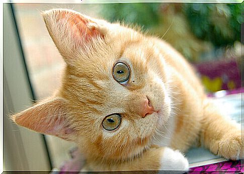 Learn about feline ear diseases