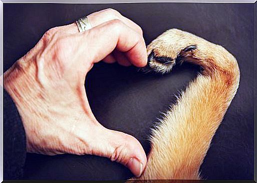 hand and paw forming heart