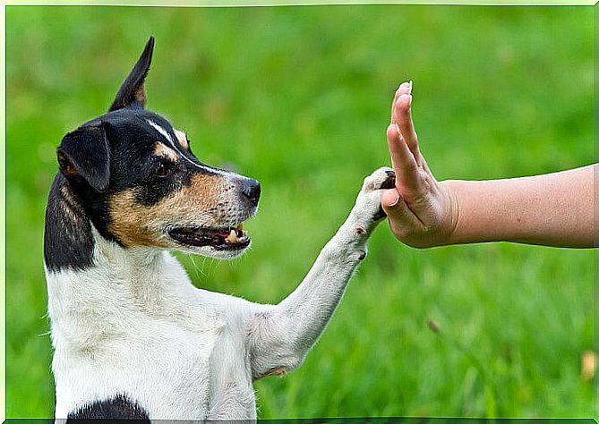 dog touches the hand 