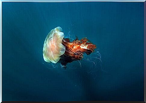 Lion's Mane: the largest jellyfish in the world