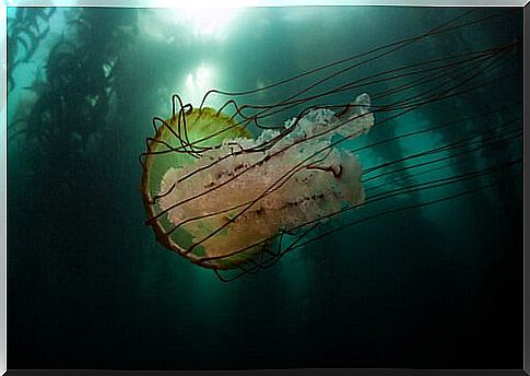 Characteristics of the lion's mane jellyfish