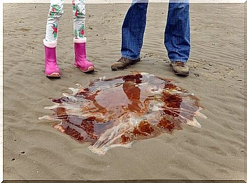 Toxicity of the lion's mane jellyfish