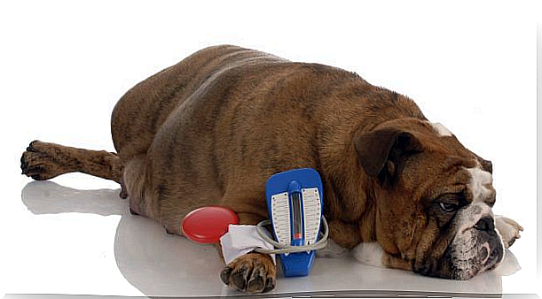 liver problems in dogs