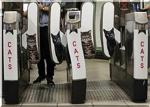 London Underground takes out advertisements and puts pictures of cats