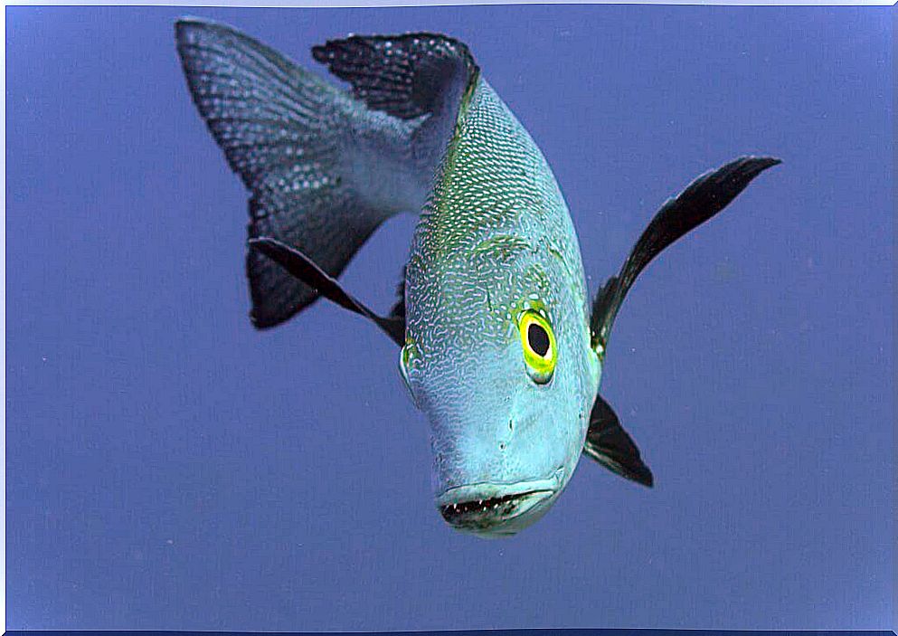 Macolor macularis, the longest-lived fish