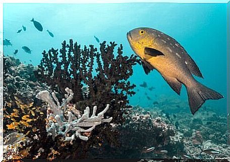 A Macolor Macularis on a reef.