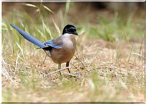 Magpie: characteristics, behavior and habitat