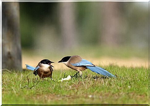 blue magpie birds