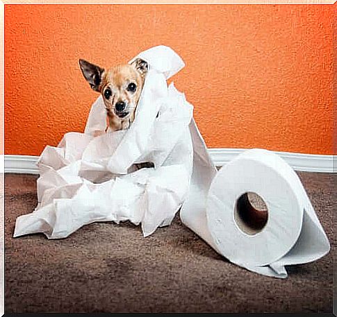 Dog playing with toilet paper