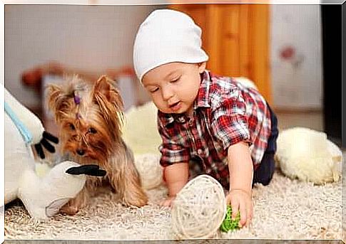 dog with baby at home