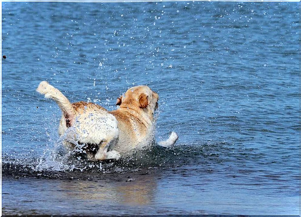 Marine rescue saves a dog at sea