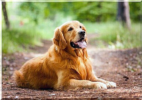 Golden retriever