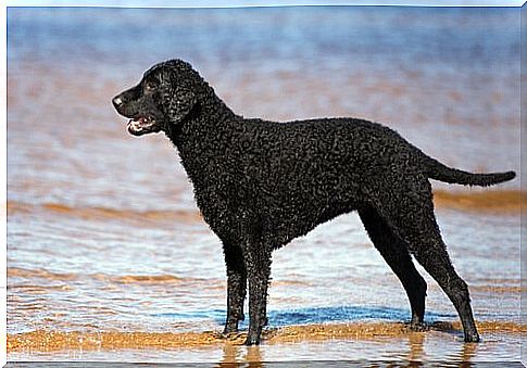 curly haired retriever