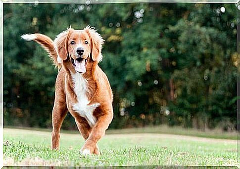 Nova Scotia Duck Tolling Retriever