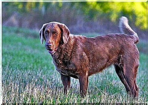 Chesapeake Bay Retriever