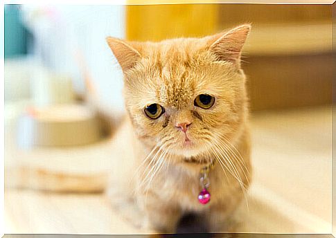 Meet Munchkin Kittens, Puppies Forever