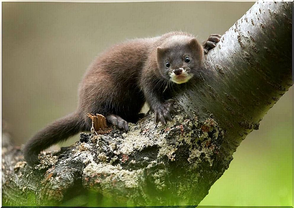 European Mink: A Severely Endangered Mammal