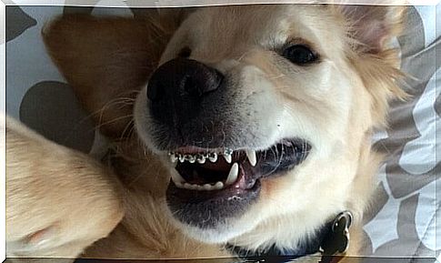 Orthodontic braces for dogs?  It's possible!