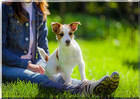 How do I know if my dog ​​needs braces