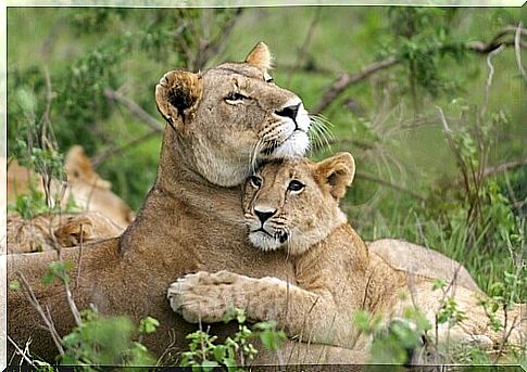 Lioness and cub