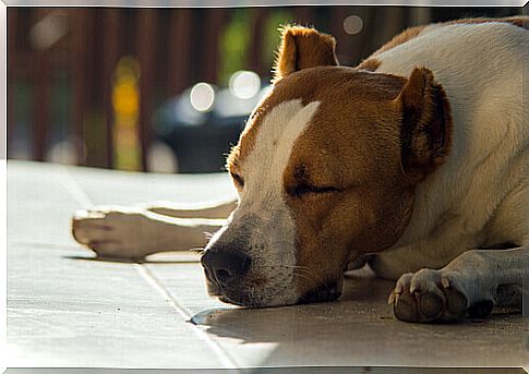 dog sleeping