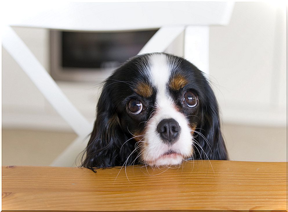 Pets asking for food.  Is this not familiar?