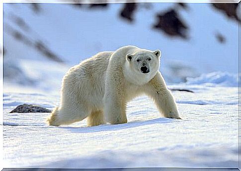 Polar animal species: adapted to the cold