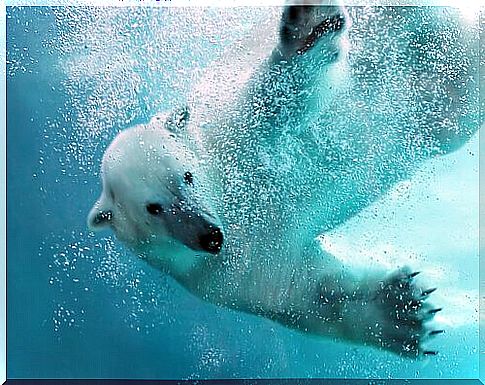 Polar Bear