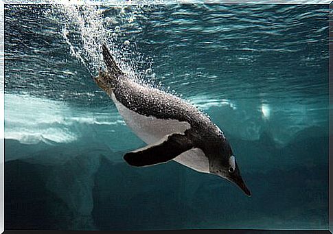 penguin diving