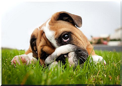 dog lying on the grass