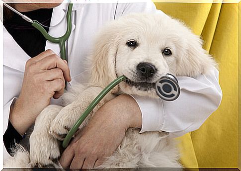 Cachorro no colo do veterinário