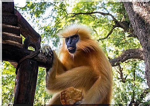 Golden Langur Monkey